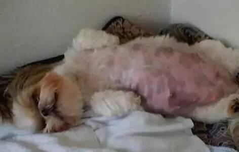 狗狗难产视频,兽医团队全力抢救温馨瞬间