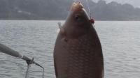 钓剑鱼视频,揭秘钓剑鱼惊险瞬间