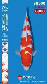 鳃视频,鳃视频带你领略水下生物的呼吸世界