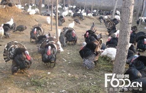 火鸡养殖技术视频