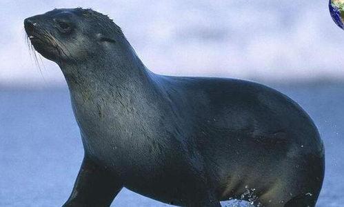 海狗交配视频,自然界的浪漫奇观