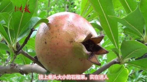 视频石榴,色彩斑斓的果实与丰富营养的奥秘