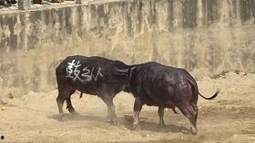 牛和牛交配视频,揭秘动物繁殖奥秘