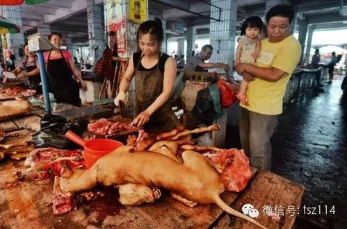狗肉屠宰场视频,狗肉屠宰场血腥真相曝光