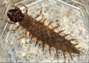 摇蚊幼虫养殖视频,视频教程深度解读