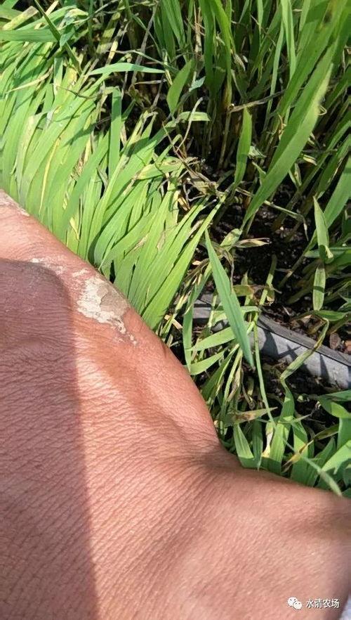 卷稻苗视频,卷稻苗视频深度解析