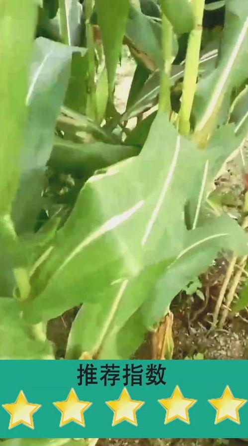 红高粱玉米地视频,丰收的田野，生命的赞歌