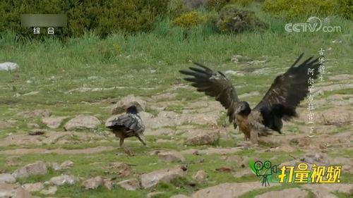 兀鹫的视频,揭秘兀鹫捕食奇观