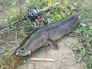 路亚黑鱼技巧视频教程