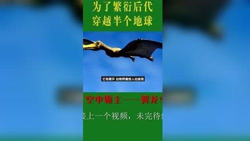 恐龙交配视频,一场惊心动魄的交配奇观