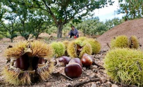 板栗种植视频,从播种到收获的实用指南