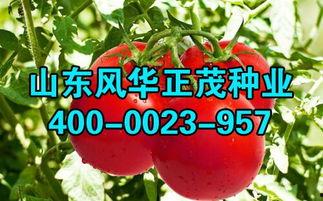 西红柿育苗技术视频,从播种到移栽的全程指导