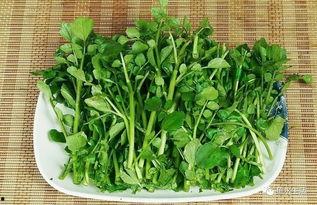 西洋菜种植视频,从播种到收获的精彩瞬间